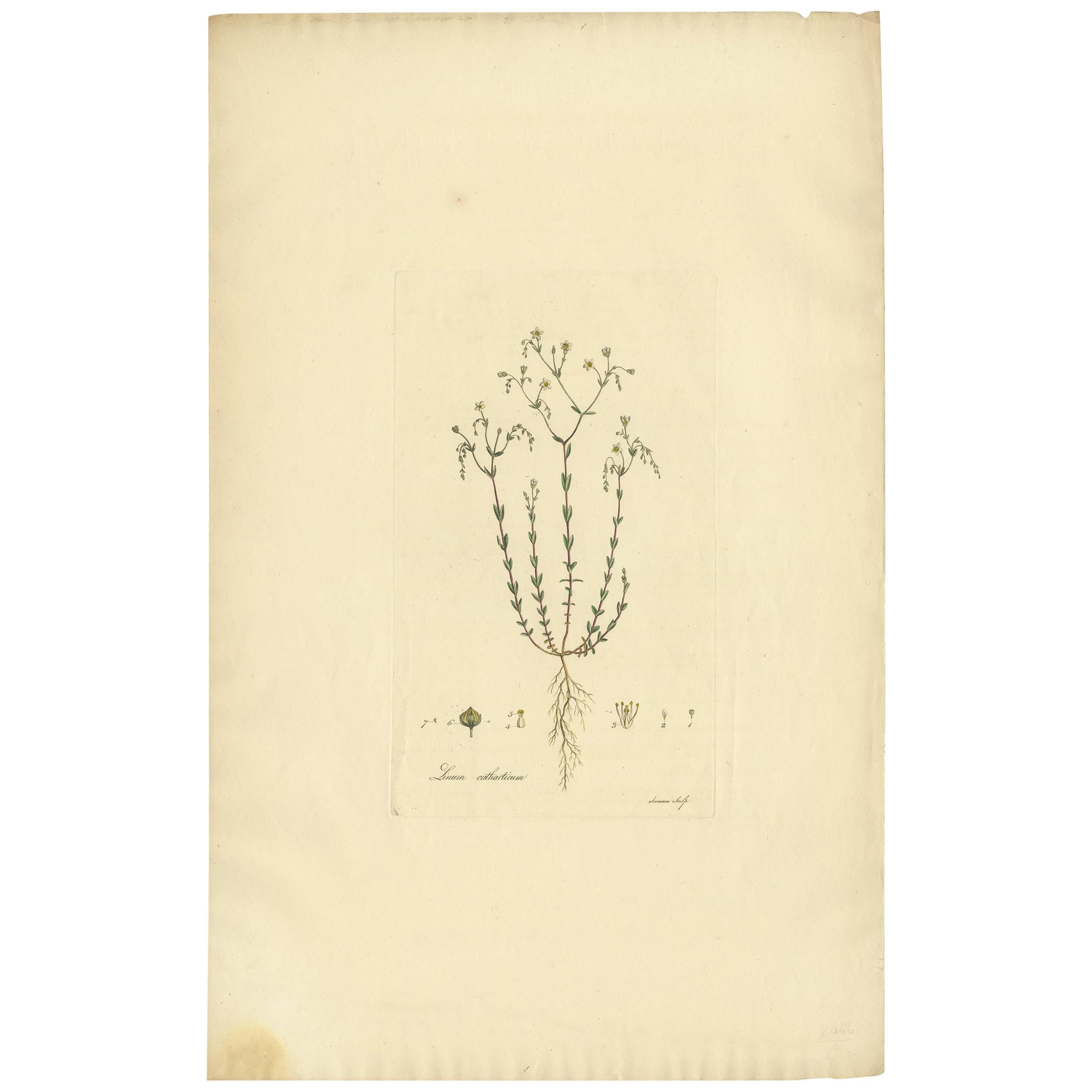 Antike Botanik-Stickerei von Linum Catharticum, um 1817