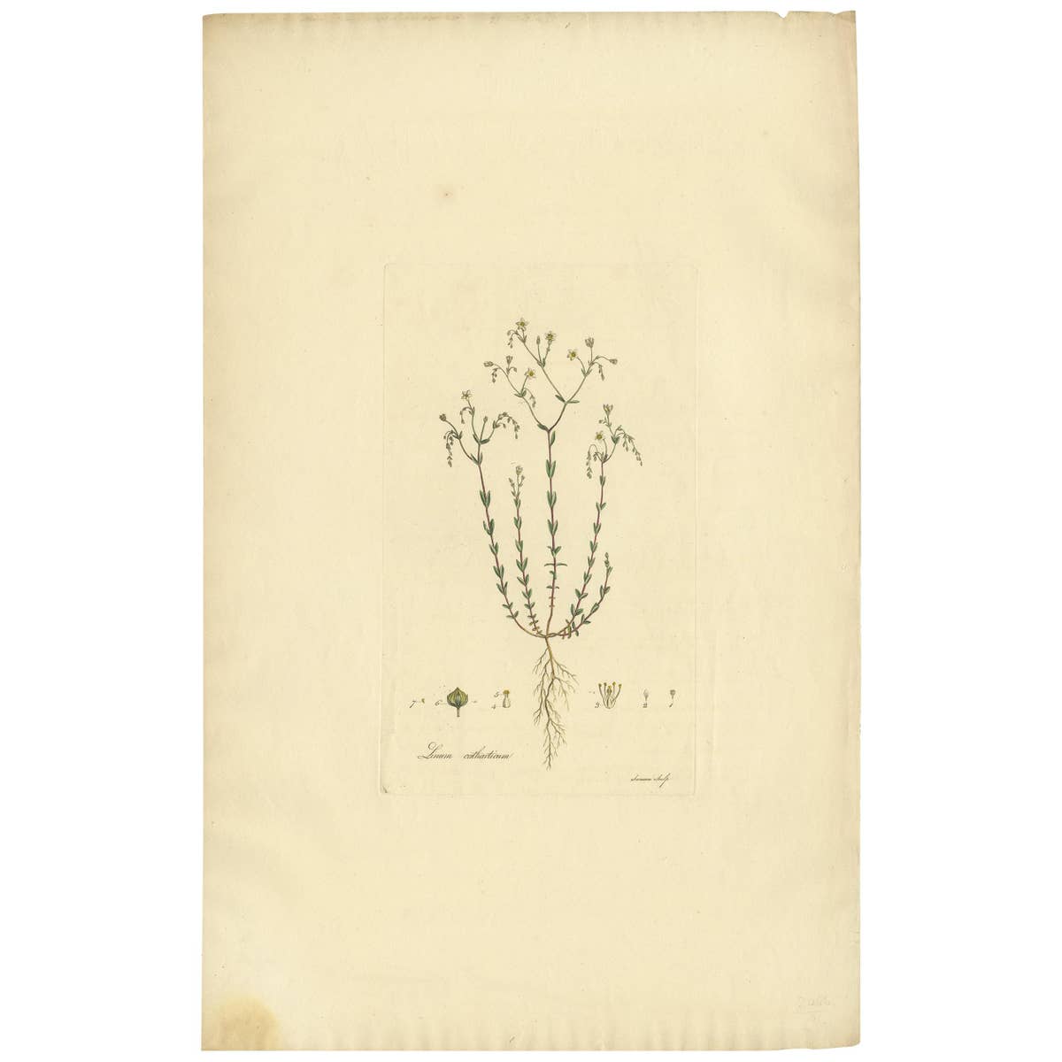 Antique Botany Engraving of Linum Catharticum, circa 1817