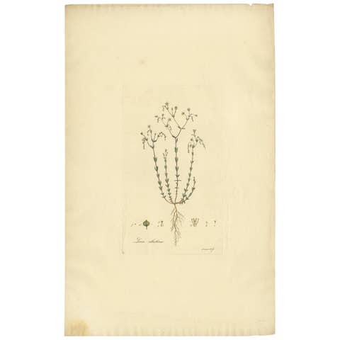 Antique Botany Engraving of Linum Catharticum, circa 1817