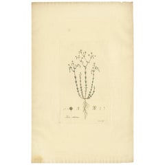 Antike Botanik-Stickerei von Linum Catharticum, um 1817