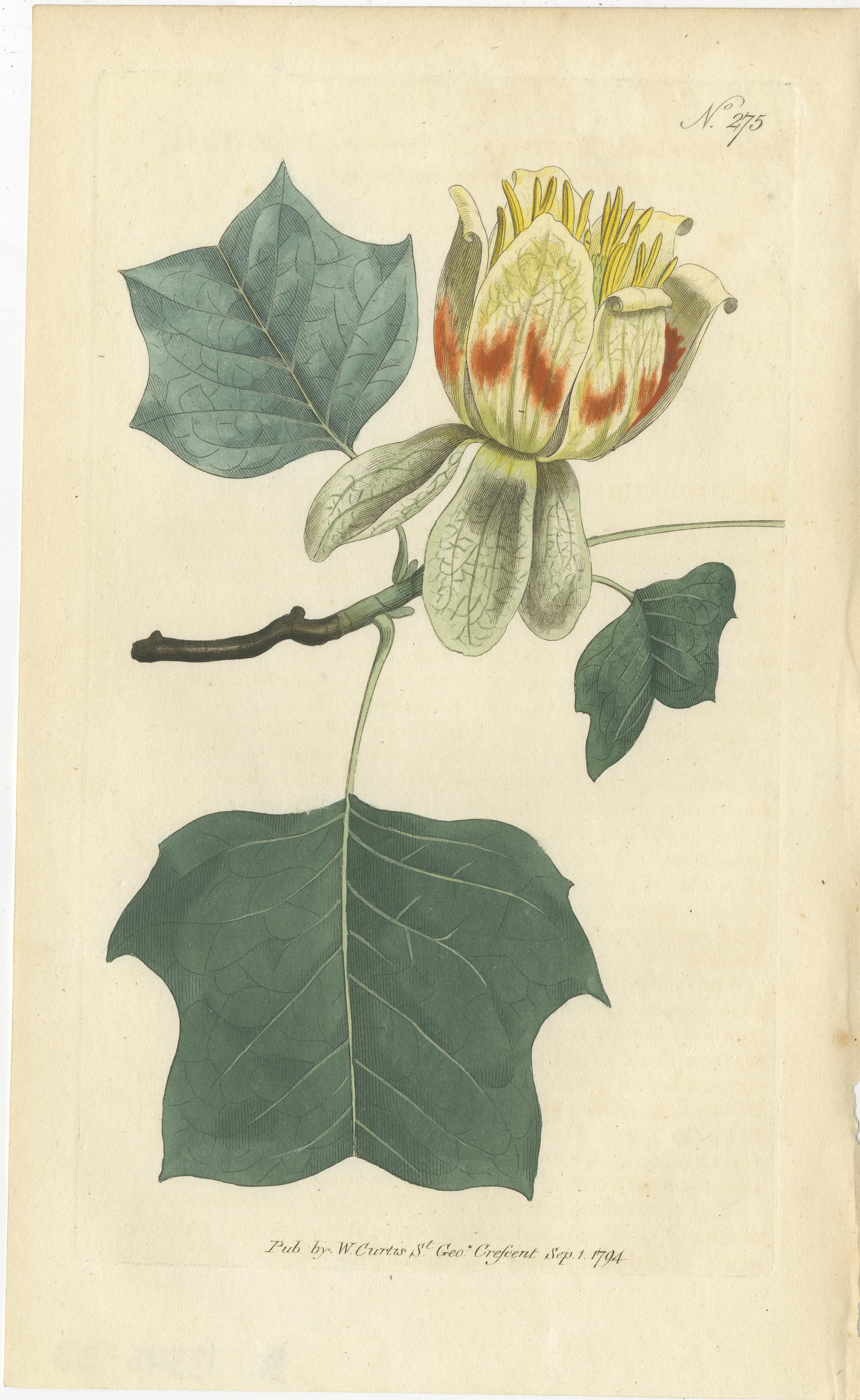Antique botany print of the common tulip tree. This print originates from 'The Botanical Magazine; or Flower-Garden Displayed (..)' by William Curtis. Published 1794. 

The Botanical Magazine; or Flower-Garden Displayed, is an illustrated