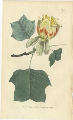 Antique Botany Print of Liriodendron Tulipifera or Common Tulip Tree