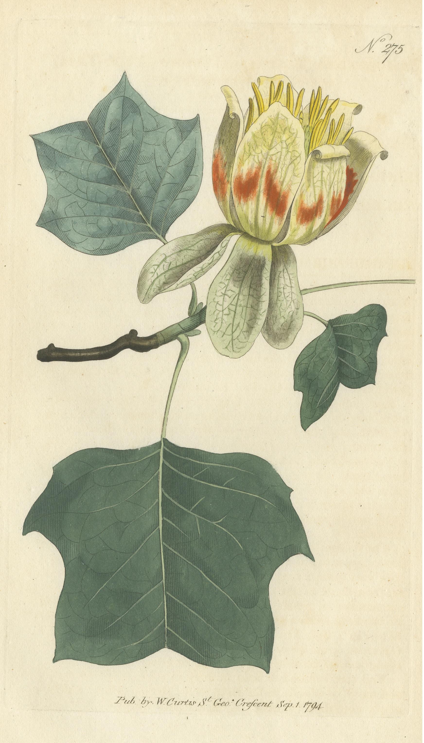 Antique Botany Print of Liriodendron Tulipifera or Common Tulip Tree In Good Condition For Sale In Langweer, NL
