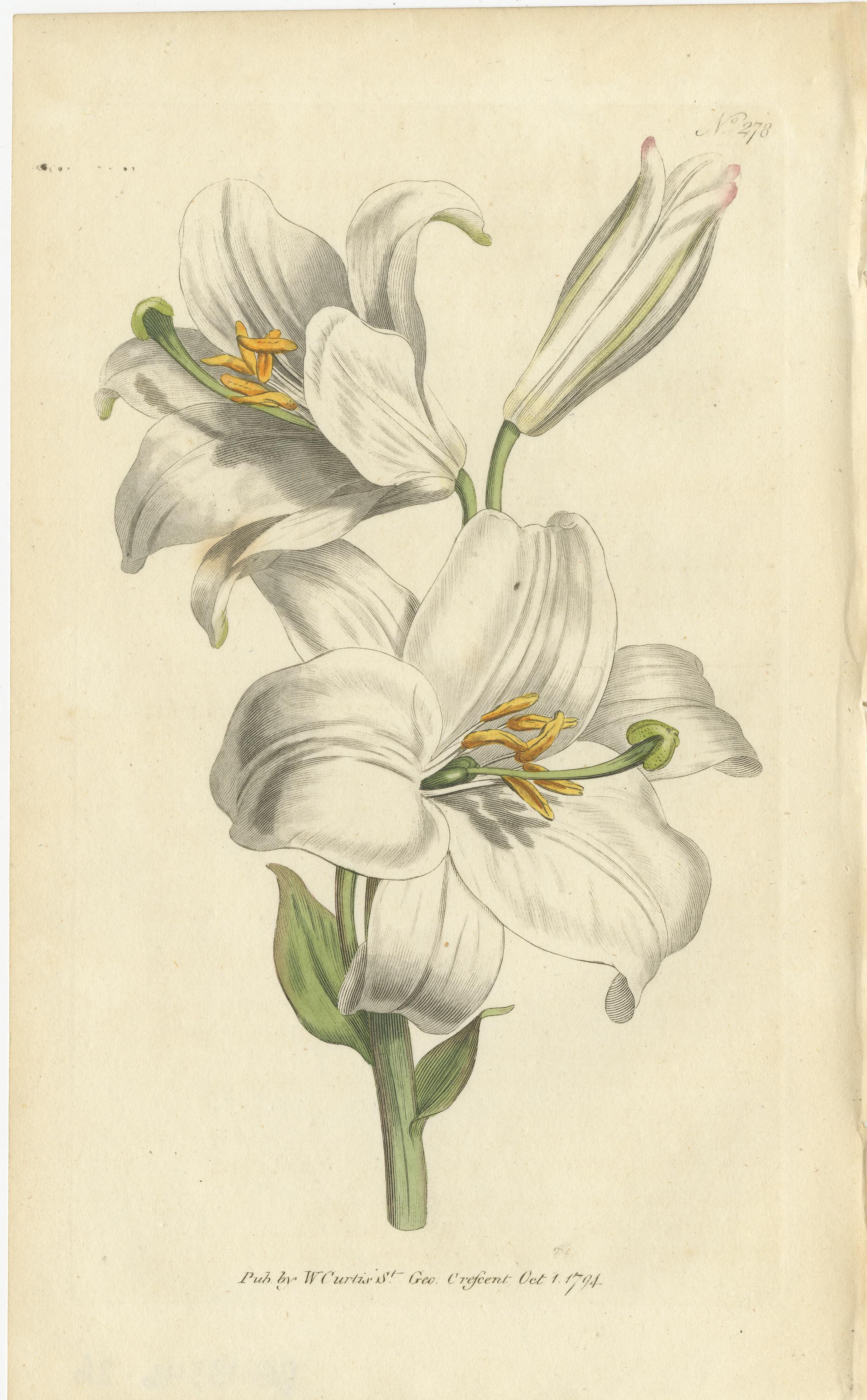 Antique botany print of the white lily. This print originates from 'The Botanical Magazine; or Flower-Garden Displayed (..)' by William Curtis. Published 1794. 

The Botanical Magazine; or Flower-Garden Displayed, is an illustrated publication