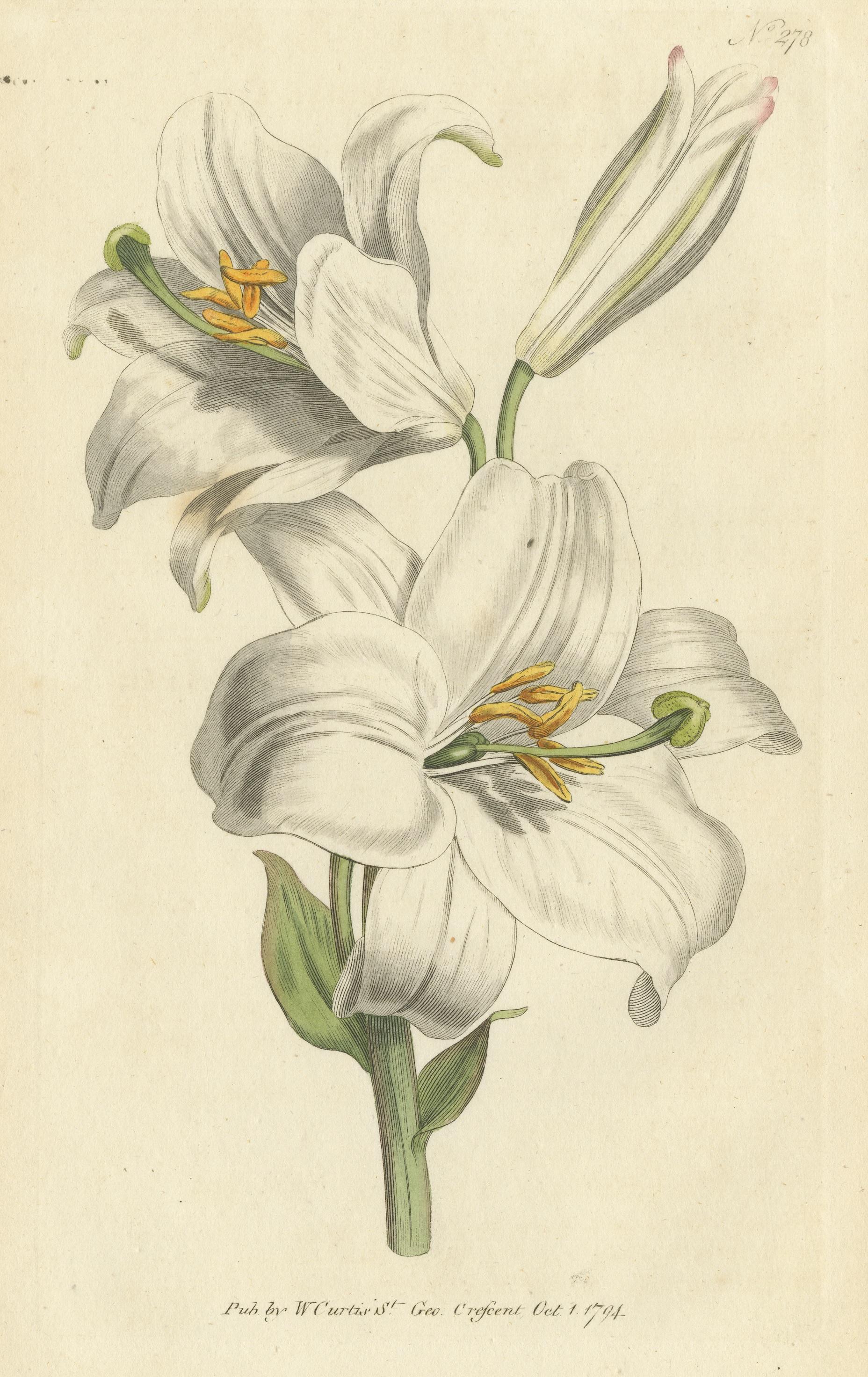 Antique Botany Print of Litium Candidum or White Lily In Good Condition For Sale In Langweer, NL