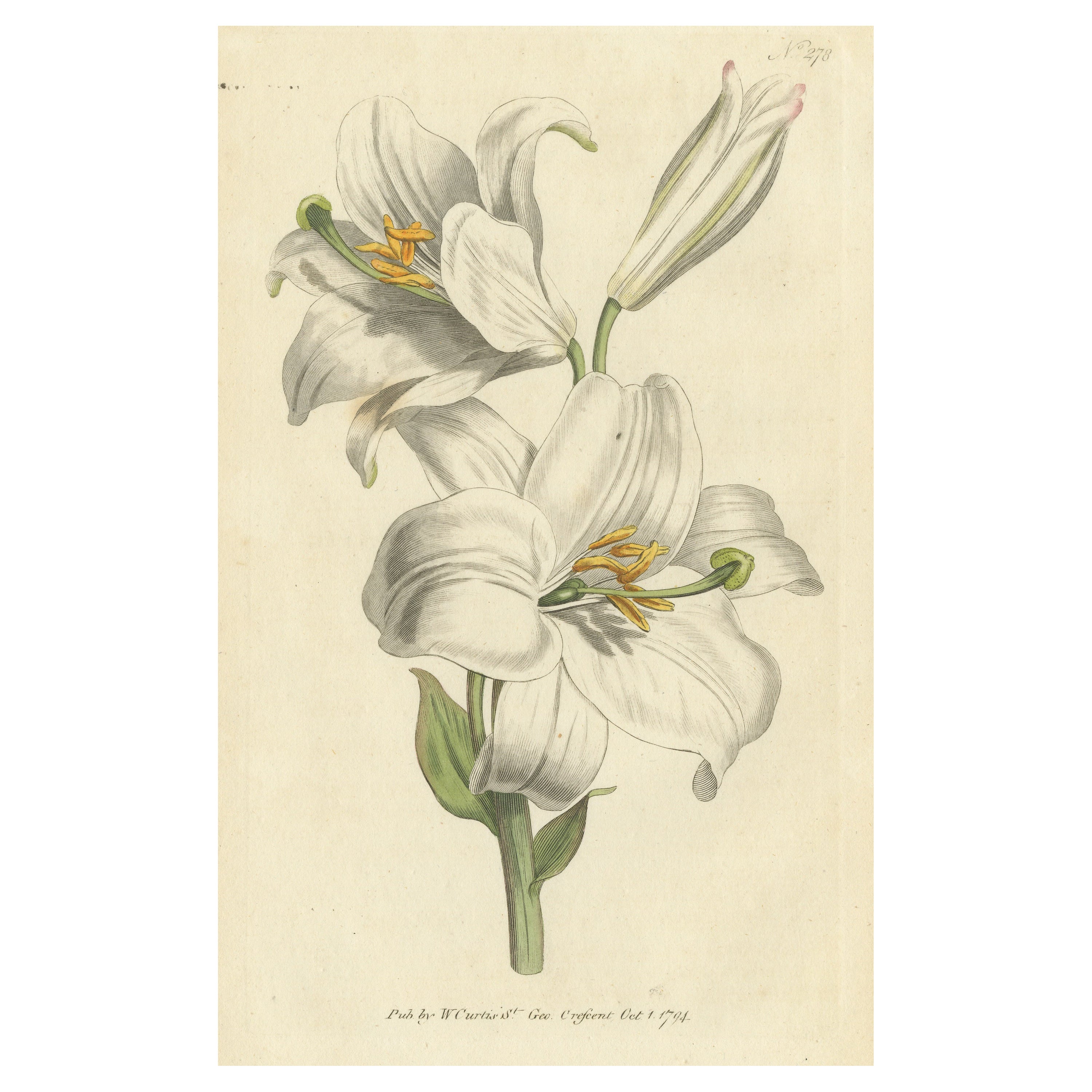 Impression botanique ancienne de litium Candidum ou nénuphar blanc