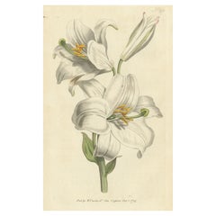 Impression botanique ancienne de litium Candidum ou nénuphar blanc