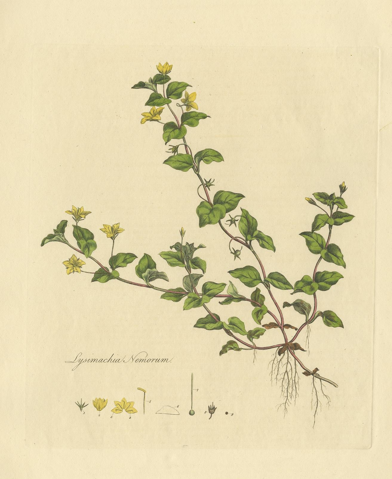 Antique botany print titled 'Lysimachia Nemorum'. Hand colored engraving of lysimachia nemorum also known as the yellow pimpernel. This print originates from 'Flora Londinensis' by William Curtis.