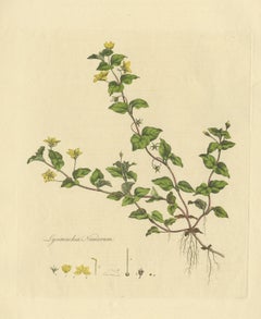 Antique Botany Print of Lysimachia Nemorum by Curtis 'circa 1817'
