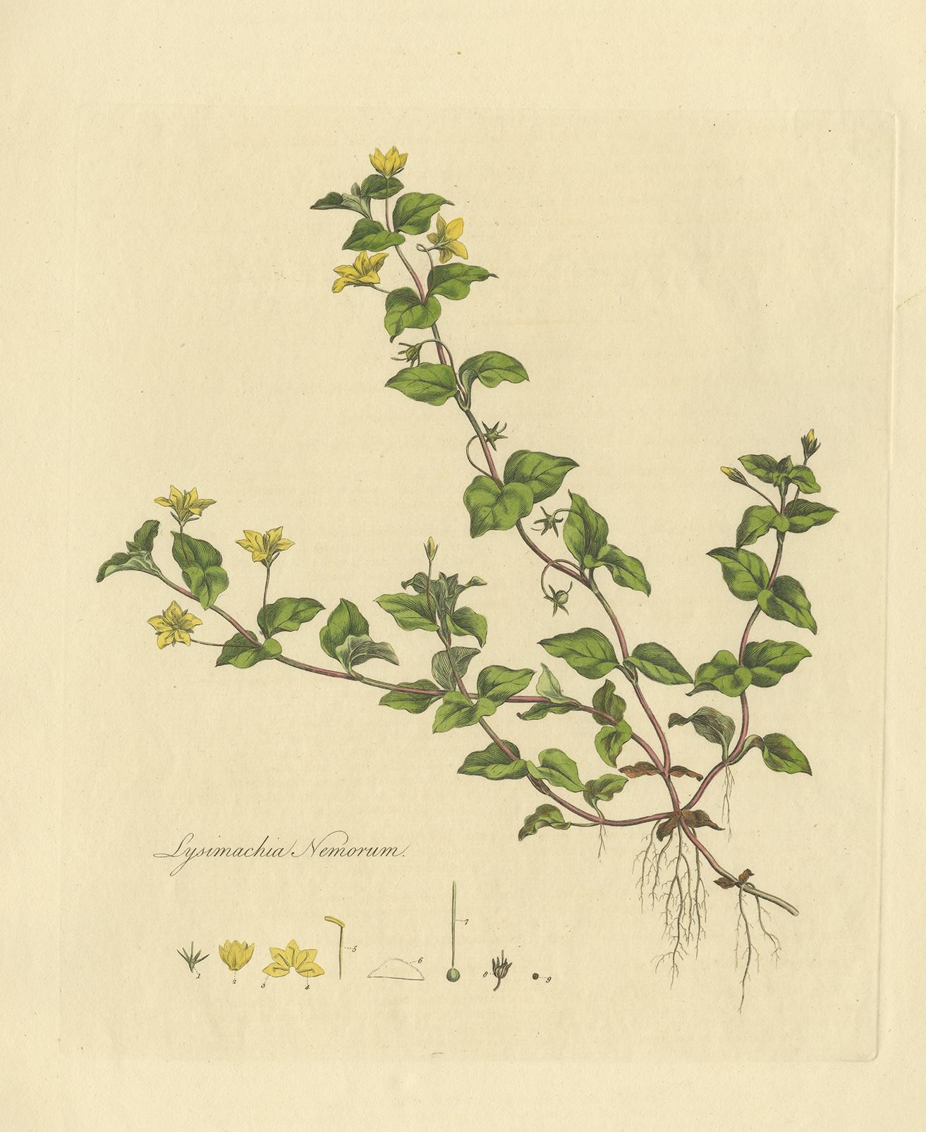 Antiker Botanik-Druck von Lysimachia Nemorum von Curtis, um 1817 im Zustand „Gut“ im Angebot in Langweer, NL