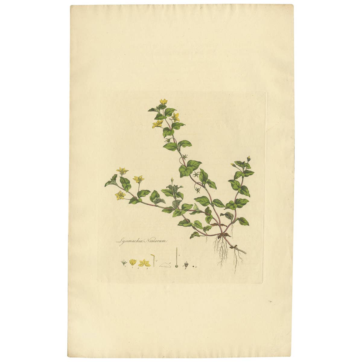 Antique Botany Print of Lysimachia Nemorum by Curtis 'circa 1817'