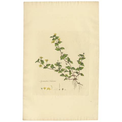 Antique Botany Print of Lysimachia Nemorum by Curtis 'circa 1817'