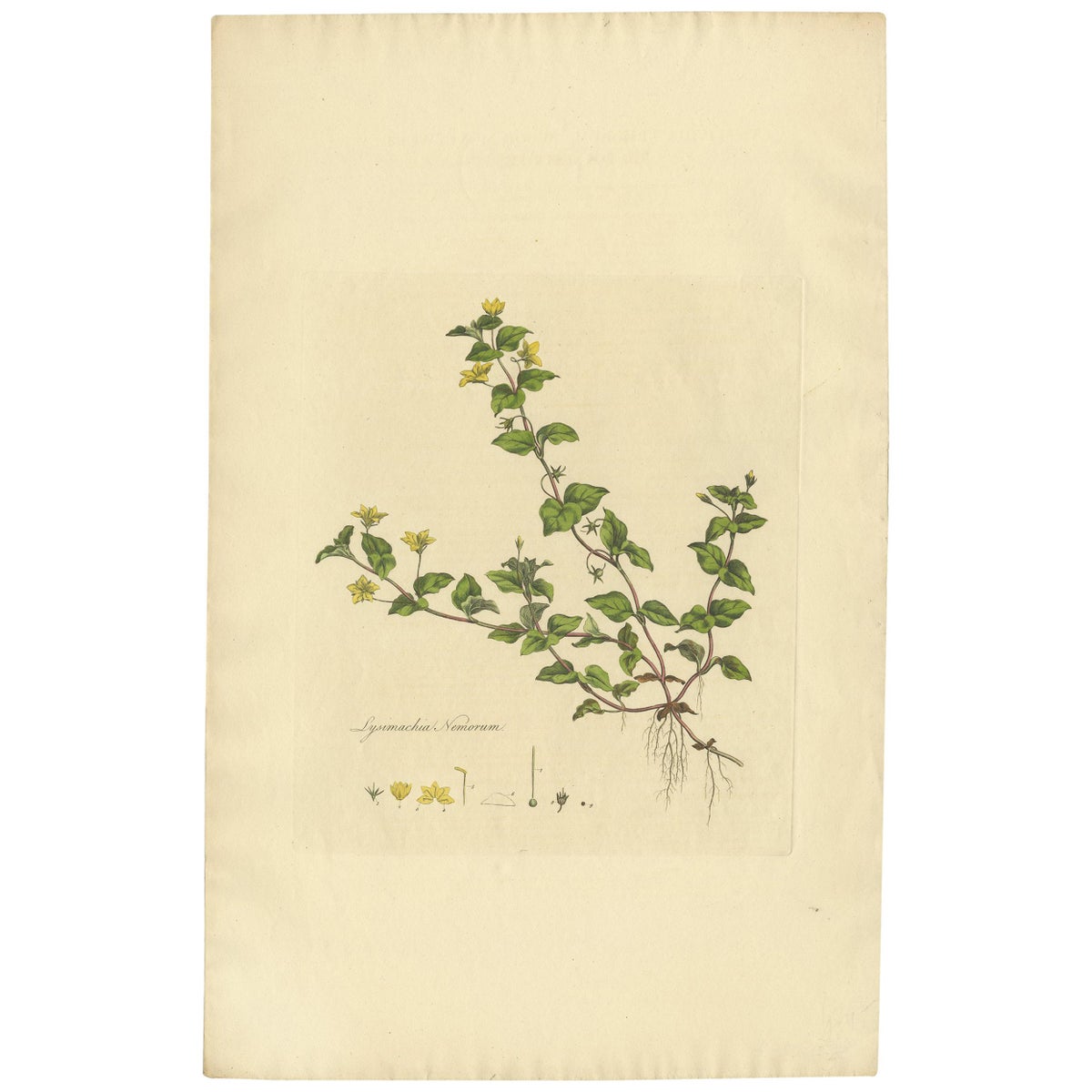 Antique Botany Print of Lysimachia Nemorum by Curtis 'circa 1817'