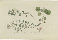 Impression botanique ancienne de Malvella Leprosa et d'autres plantes à fleurs