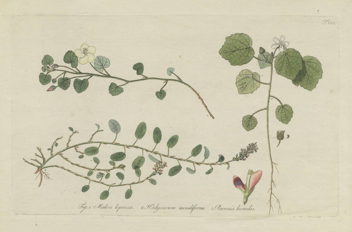 Antique Botany Print of Malvella Leprosa and other Flowering Plants
