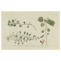 Antiker Botanik-Druck von Malvella Leprosa und anderen Blumenpflanzgefäßen