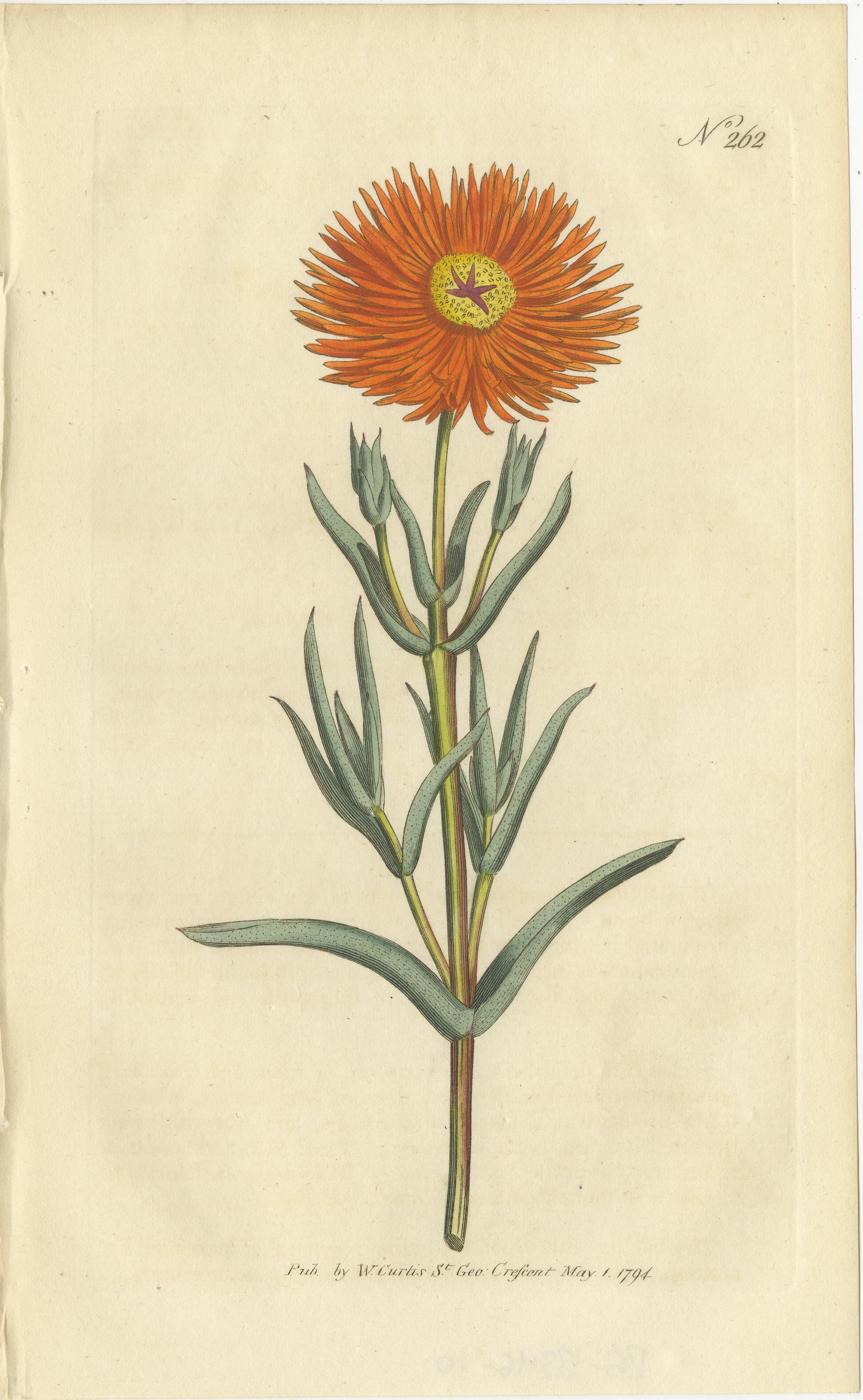 Antique botany print of the golden fig-marigold. This print originates from 'The Botanical Magazine; or Flower-Garden Displayed (..)' by William Curtis. Published 1794. 

The Botanical Magazine; or Flower-Garden Displayed, is an illustrated