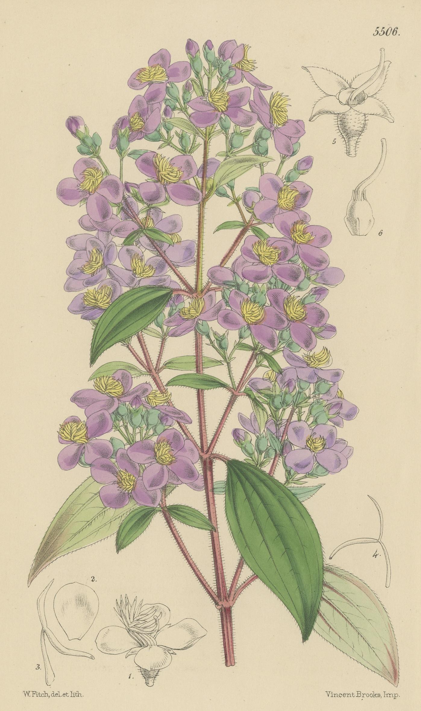Botany print of monochaetum dicranantherum, a species of flowering plant. This print originates from volume 91 of 'W. Curtis's Botanical Magazine'.