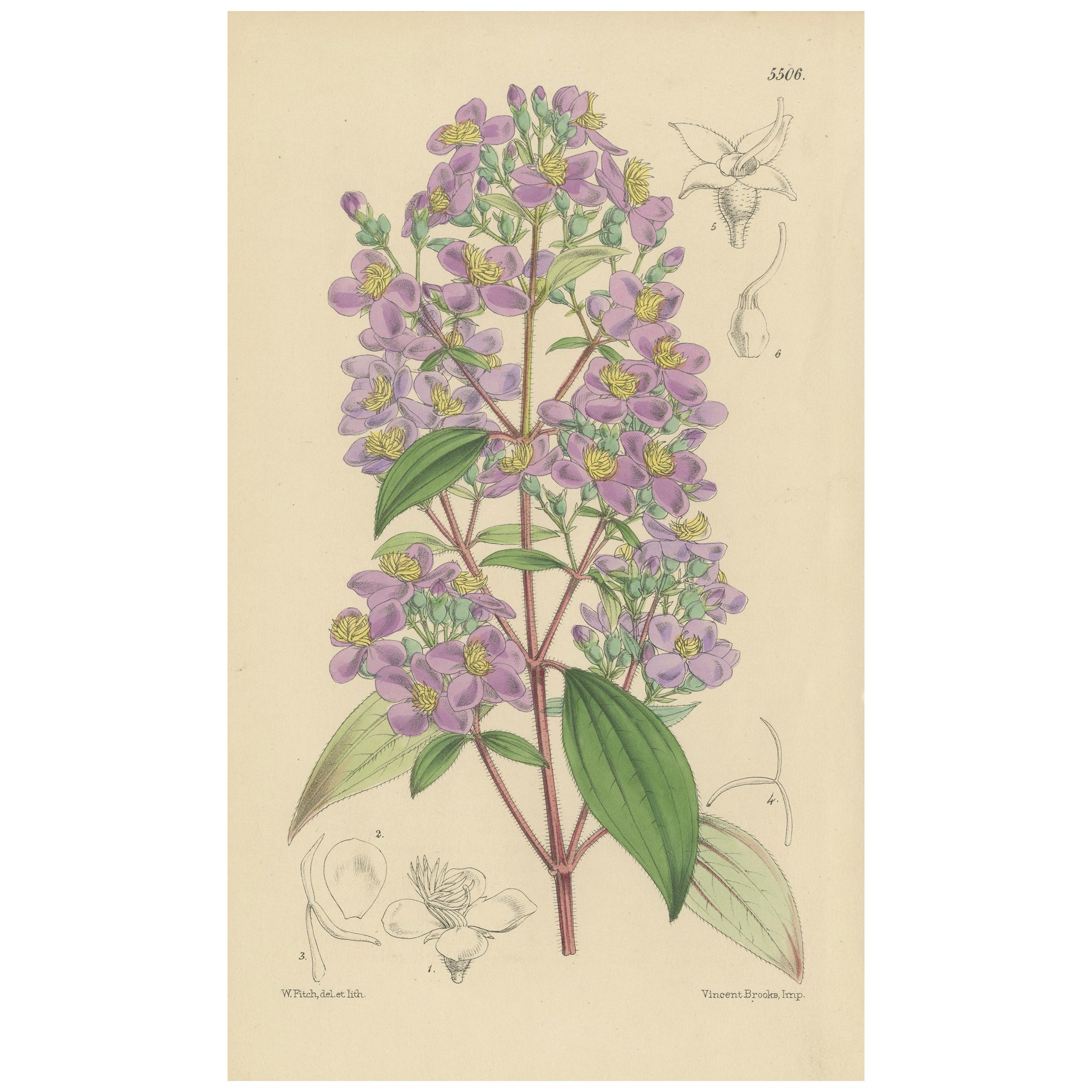 Antique Botany Print of Monochaetum Dicranantherum by Curtis '1865'