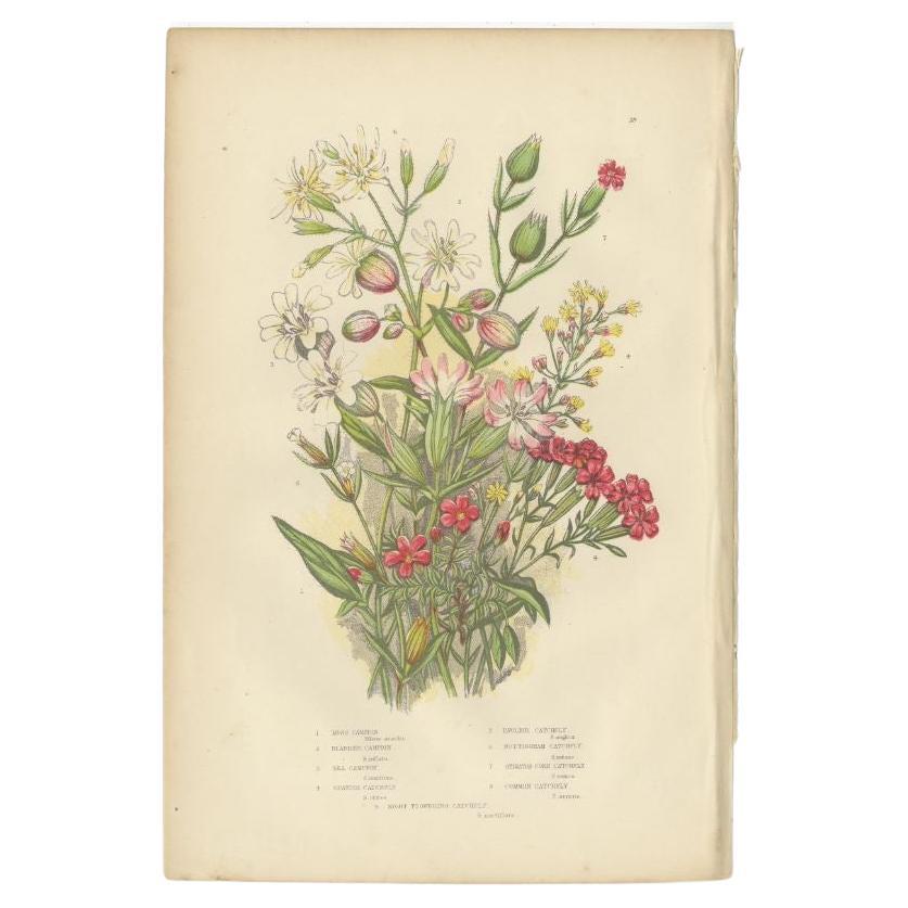 Antiker antiker Moss-Kampion mit Botanikdruck, um 1860