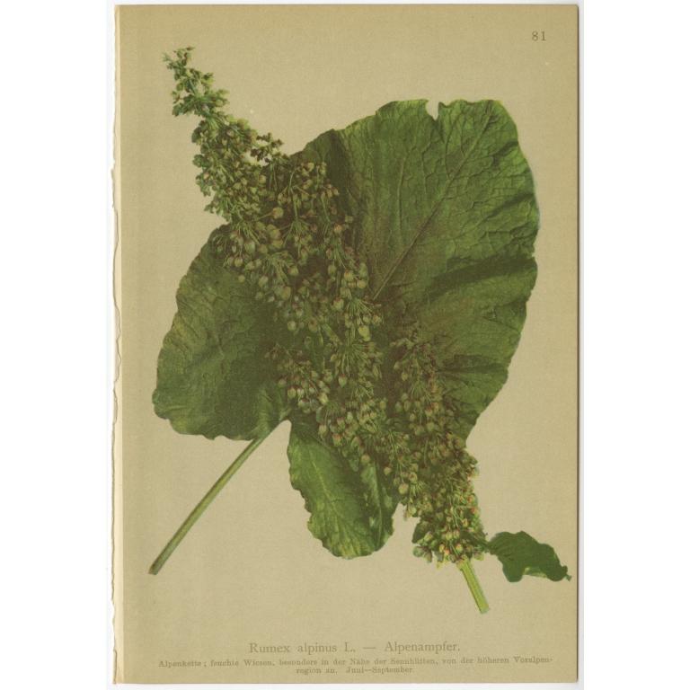 Impression botanique ancienne de Rhubarb de Munk par Palla, 1897