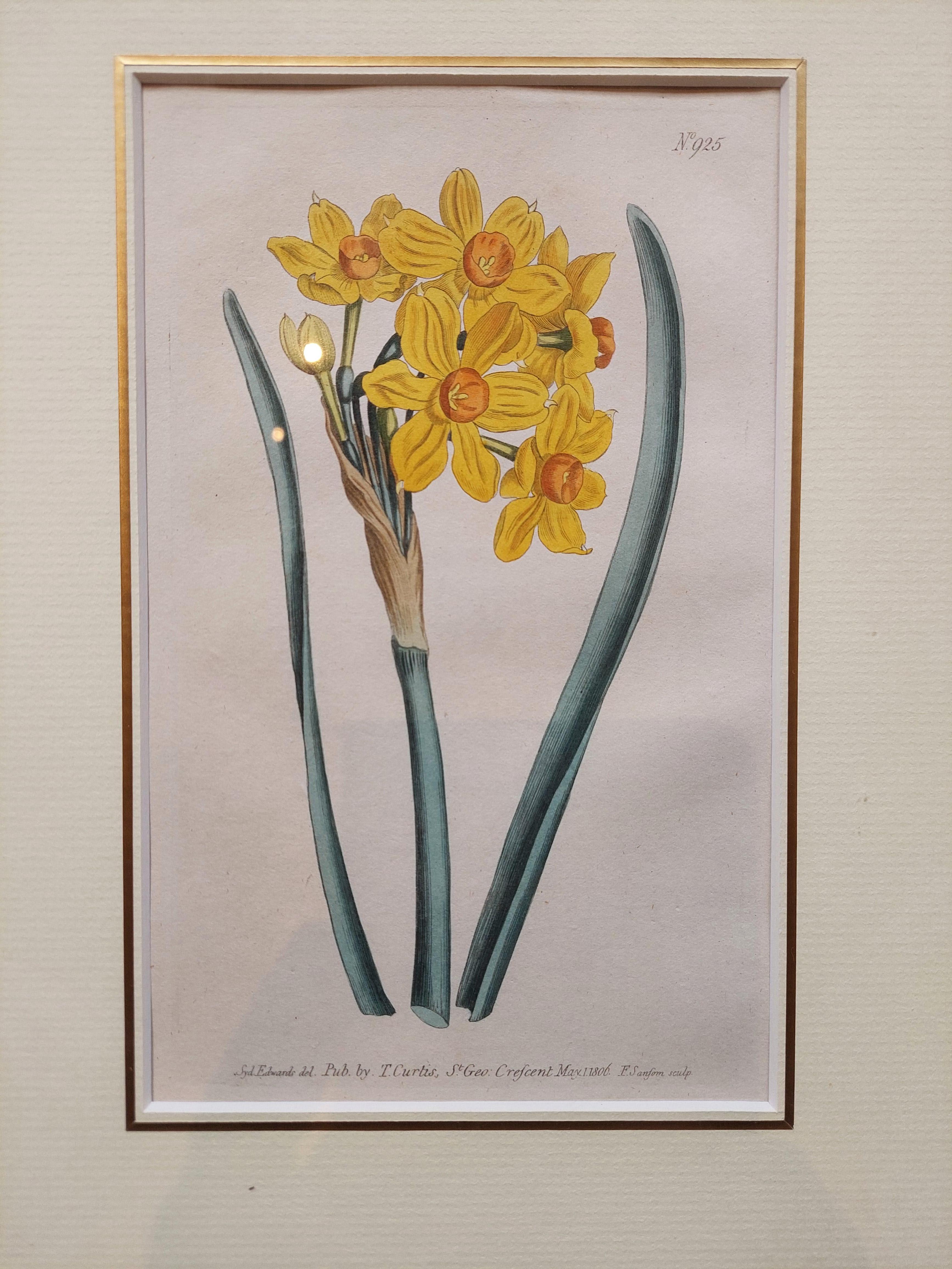 Antique botany print of Narcissus Tazetta or Polyanthus Narcissus by William Curtis. 

William Curtis began publication of the Botanical Magazine in February 1787 and continued almost without interruption for 160 years. After Curtis edited the first