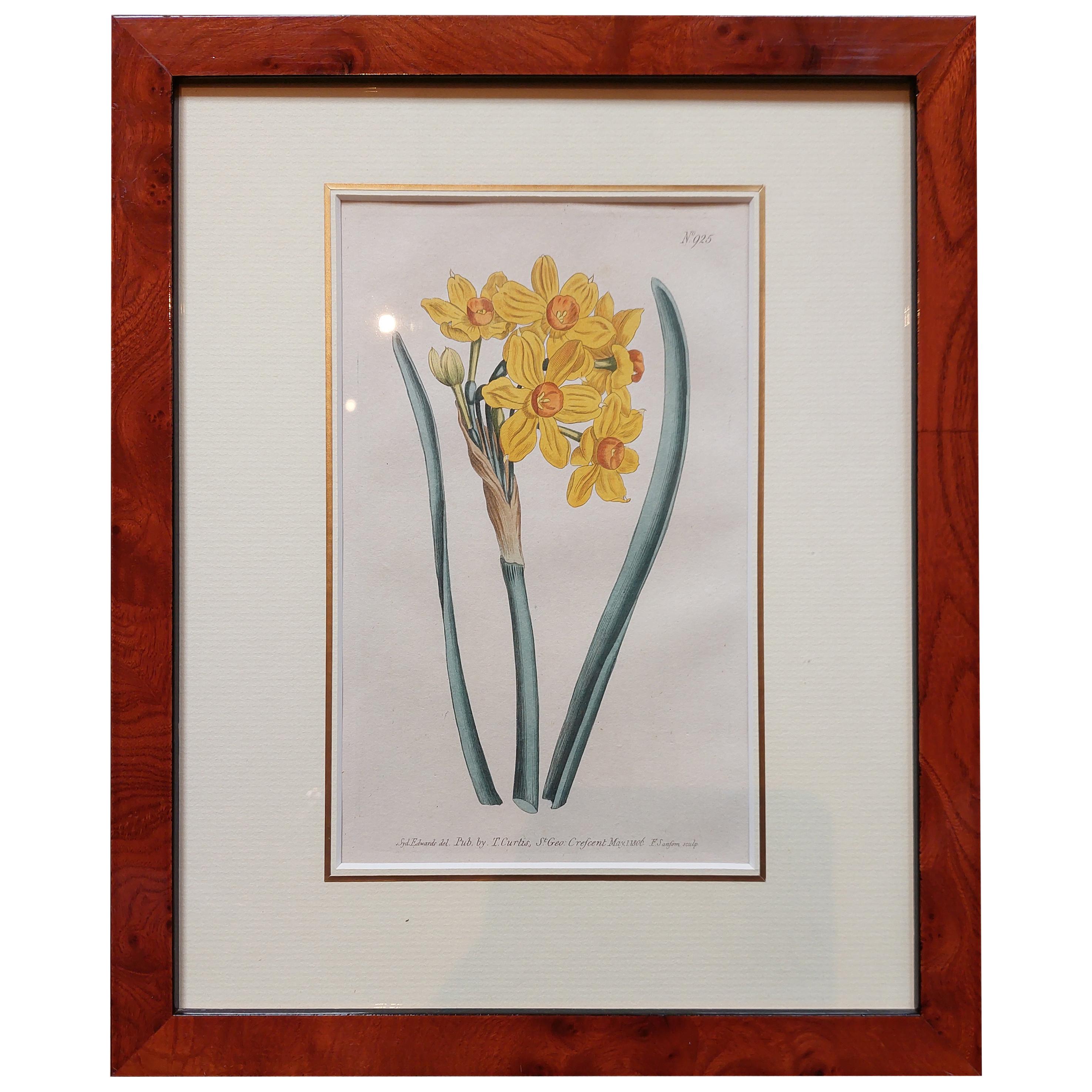 Antique Botany Print in Frame of Narcissus Tazetta or Polyanthus Narcissus, 1806 For Sale