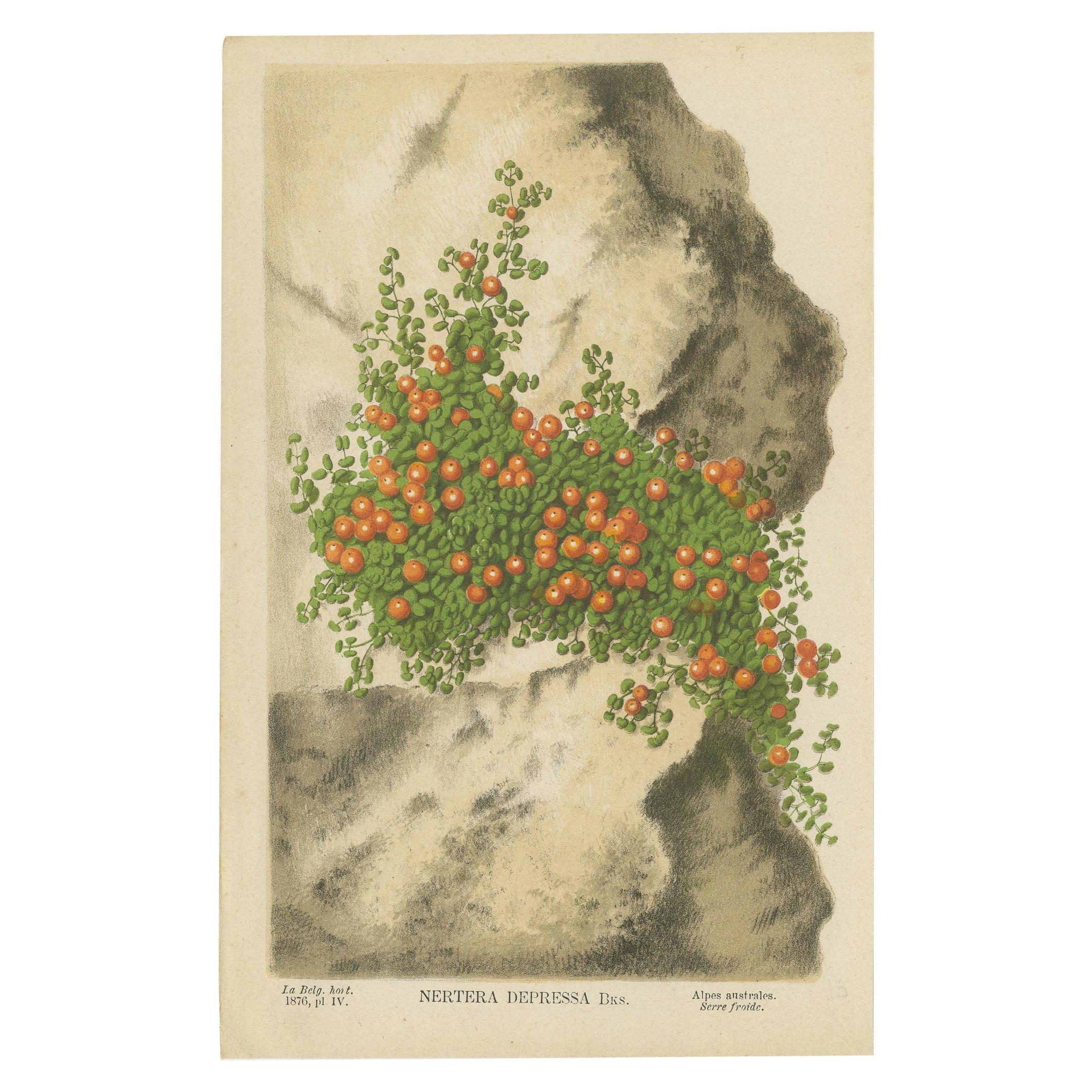 Antique Botany Print of Nertera Granadensis '1876' For Sale