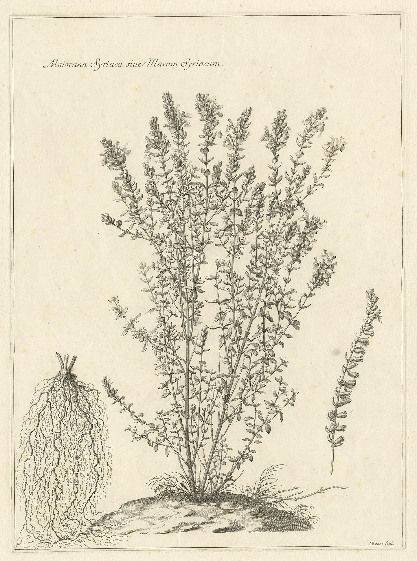Gravure botanique ancienne intitulée 'Maiorana Syriaca sive Marum Syriacum'. Impression originale antique d'origanum syriacum, également connu sous le nom d'hysope biblique, d'origan libanais ou d'origan syrien. Cette estampe provient des 