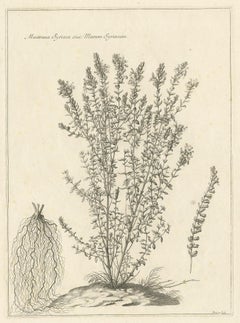Syrian Oregano (Origanum Syriacum) – Antique Botanical Engraving c.1676