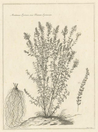 Syrian Oregano (Origanum Syriacum), Antique Botanical Engraving c.1676, view 2