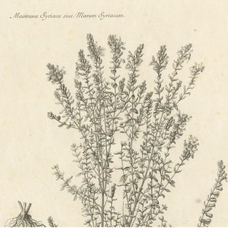 Syrian Oregano (Origanum Syriacum), Antique Botanical Engraving c.1676, view 3