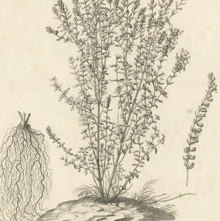 Syrian Oregano (Origanum Syriacum), Antique Botanical Engraving c.1676, view 4