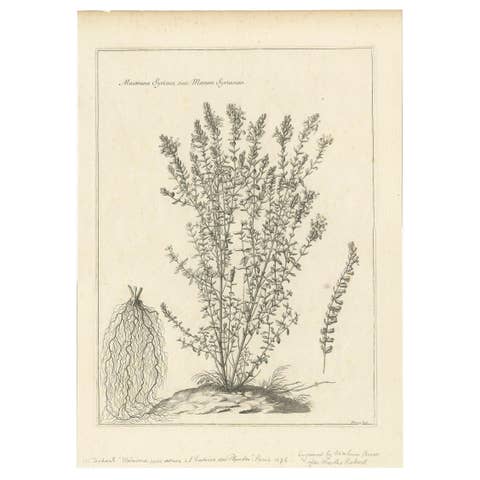 Syrian Oregano (Origanum Syriacum) – Antique Botanical Engraving c.1676