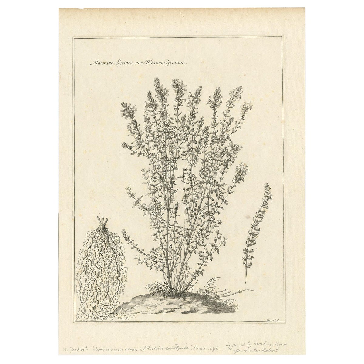 Syrian Oregano (Origanum Syriacum), Antique Botanical Engraving c.1676
