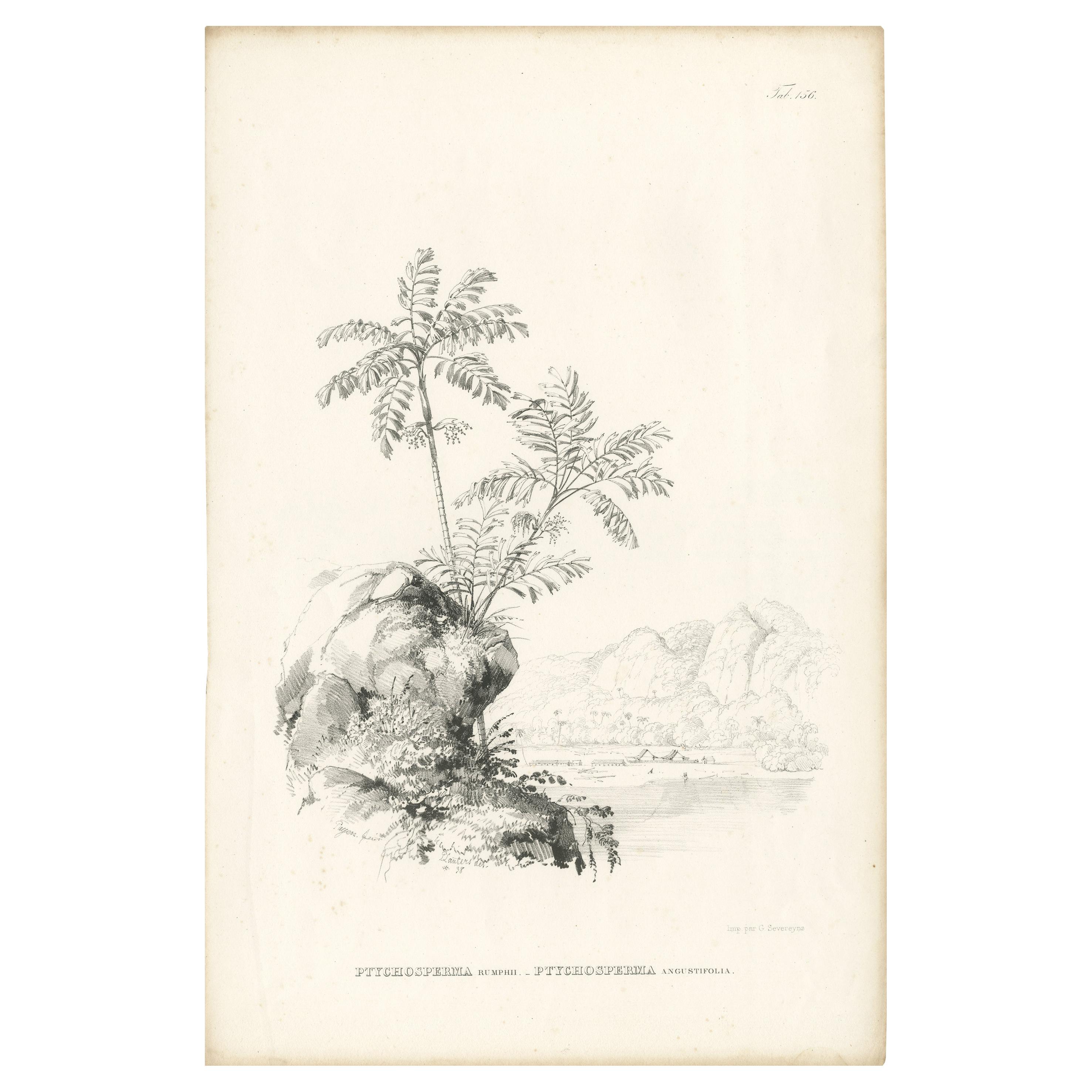 Antiker Botanik-Druck von Palmenexemplaren von Blume, um 1840