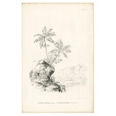 Stampa botanica antica di specie di palme di Blume '1840 ca.