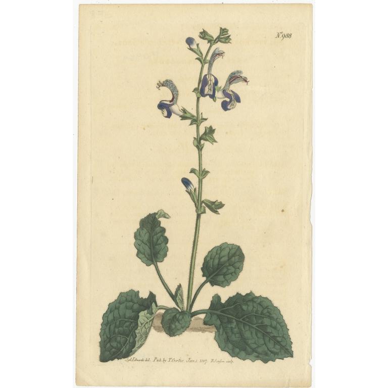 Antique Botany Print of Plectranthus Barbatus by Curtis, 1807 For Sale
