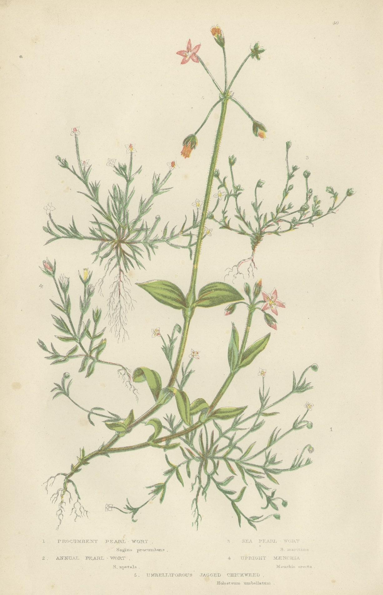 Antique Botany Print of Procumbent Pearl-Wort, c.1860 For Sale 1