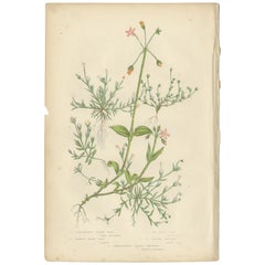 Stampa botanica antica di erba perla pendula, 1860 ca.