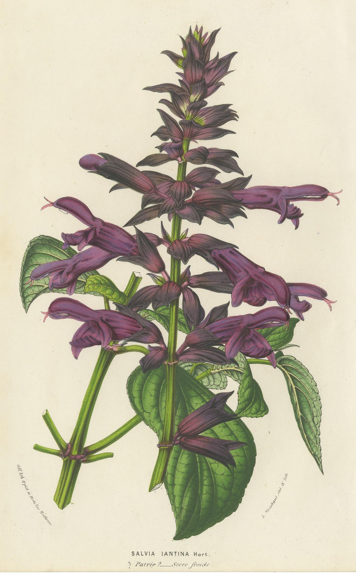 Antique botany print titled 'Salvia Iantina'. Lithograph of purple sage. This print originates from volume 9 of 'Flore des Serres' by Louis van Houtte. Published between 1853 and 1854.