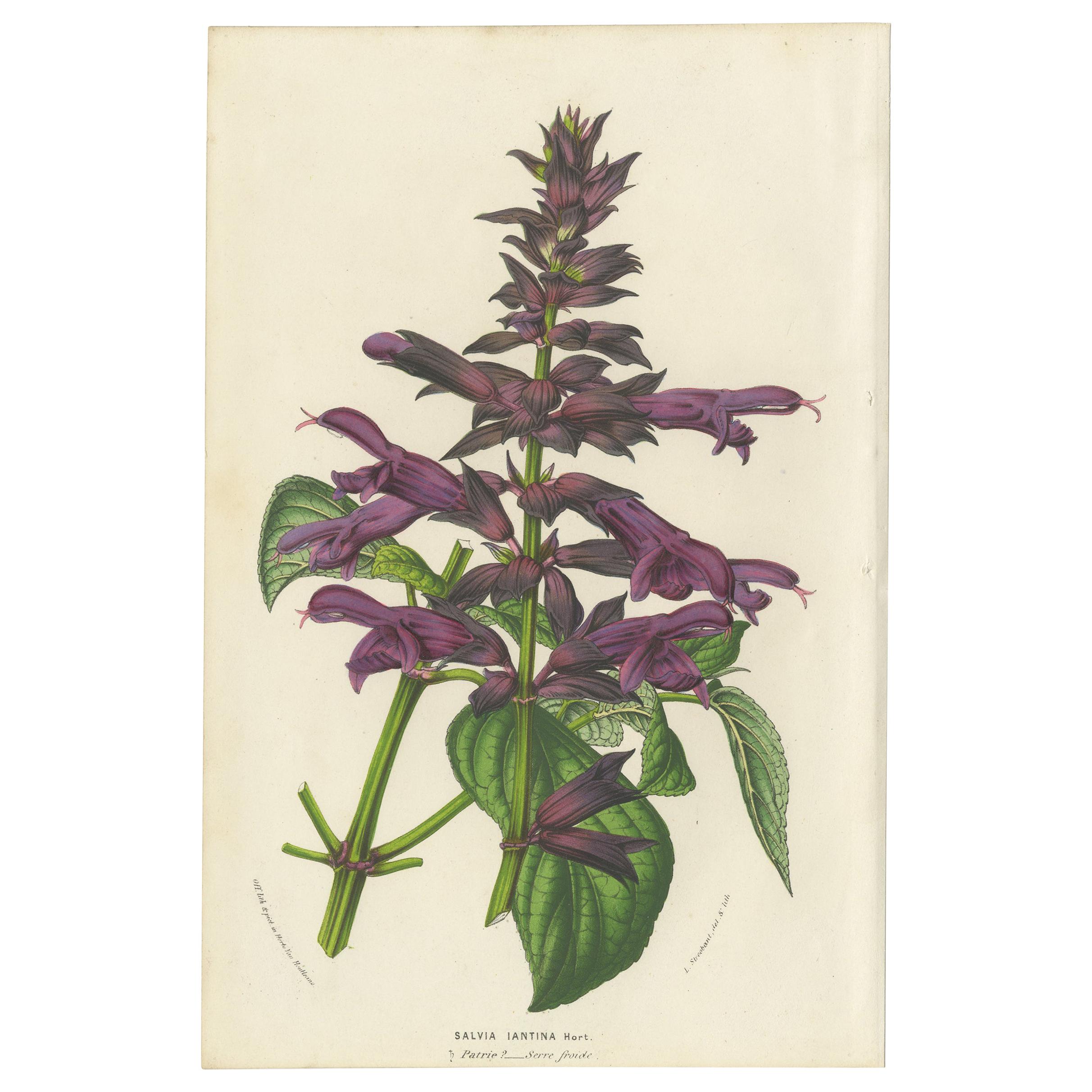 Antique Botany Print of Purple Sage by Van Houtte 'circa 1853' For Sale