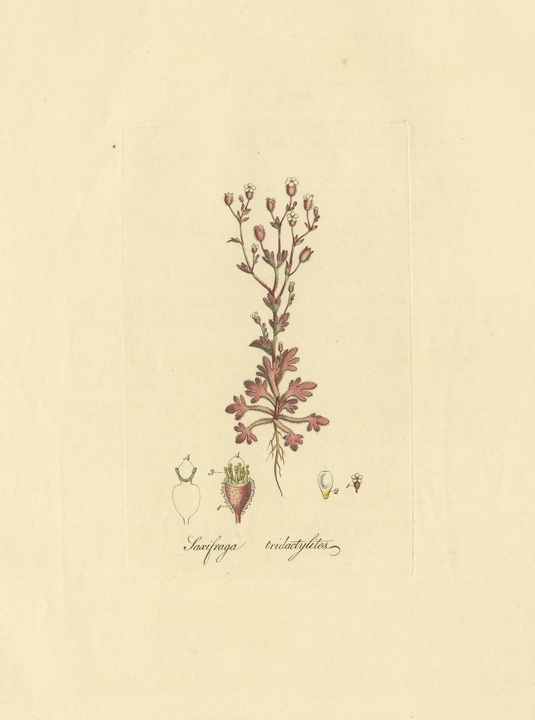 Antique botany print titled 'Saxifraga Tridactylites'. Hand colored engraving of saxifraga tridactylites, also known as the rue-leaved saxifrage or 