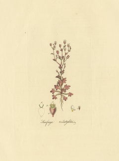 Antique Botany Print of Saxifraga Tridactylites by Curtis, circa 1817