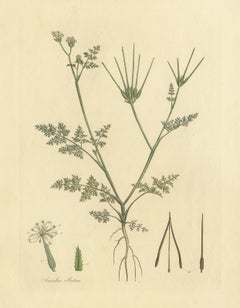 Antique Botany Print of Scandix Pecten-Veneris by Curtis 'circa 1817'
