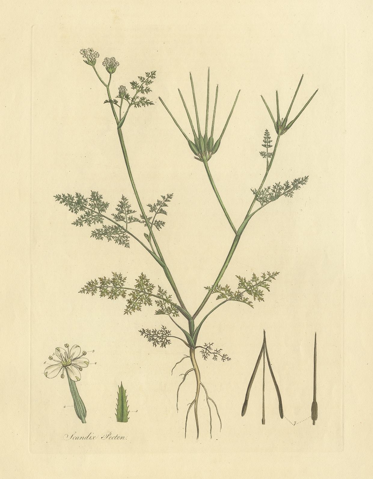 19th Century Antique Botany Print of Scandix Pecten-Veneris by Curtis 'circa 1817' For Sale