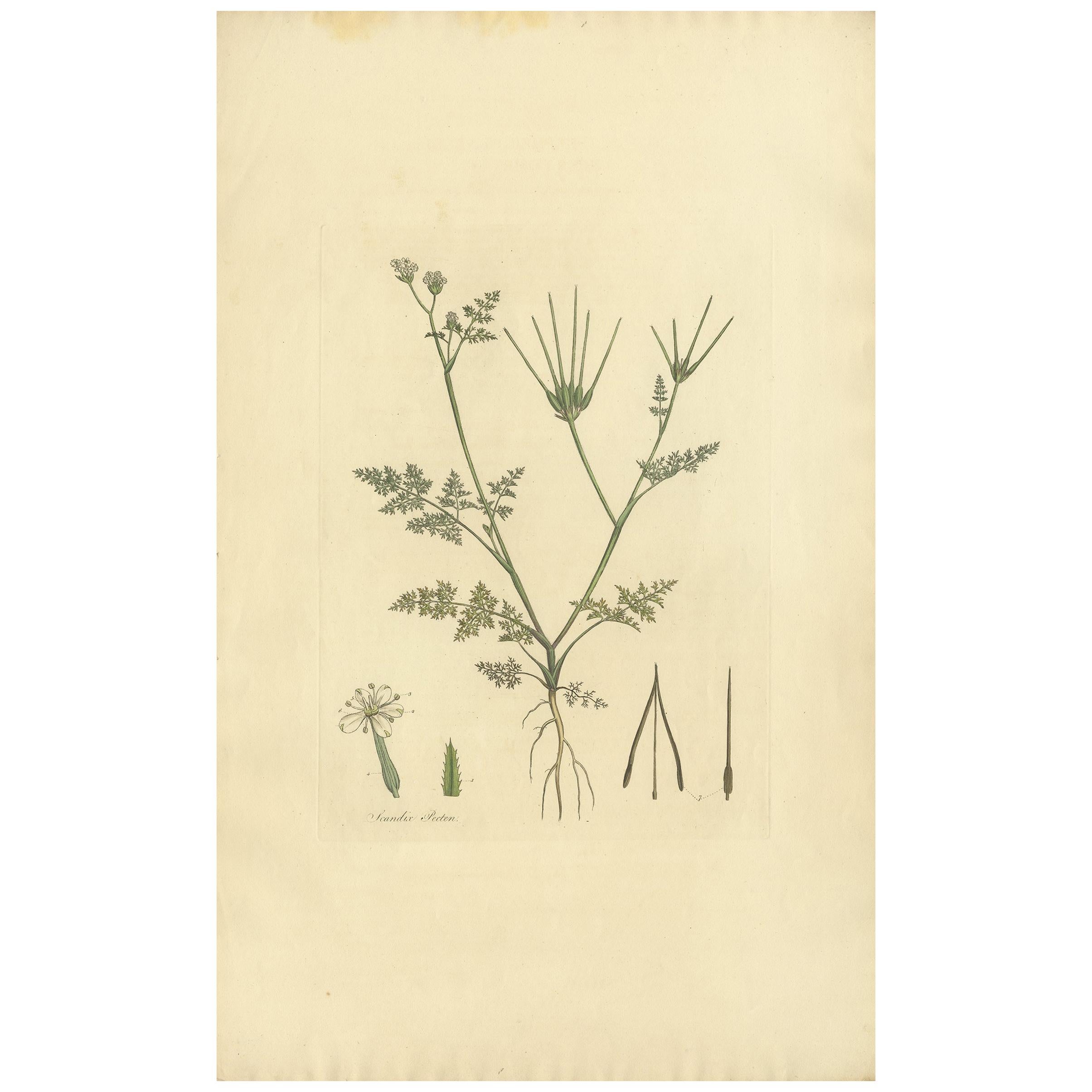 Impresión botánica antigua de Scandix Pecten-Veneris por Curtis 'circa 1817'