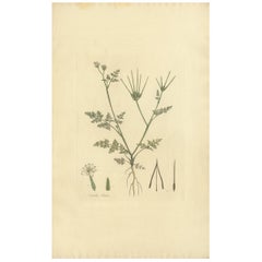 Antique Botany Print of Scandix Pecten-Veneris by Curtis 'circa 1817'