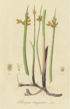 Antique Botany Print of Schoenoplectus Triqueter by Sepp, 1830
