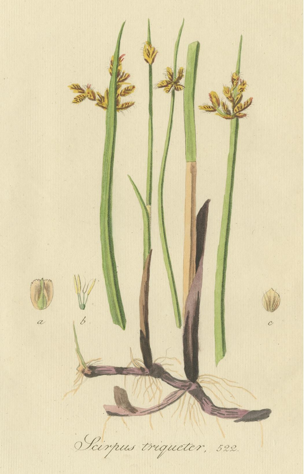 Antiker antiker Botanikdruck eines Schoenoplectus-Dreibechers von Sepp, 1830 im Zustand „Gut“ im Angebot in Langweer, NL